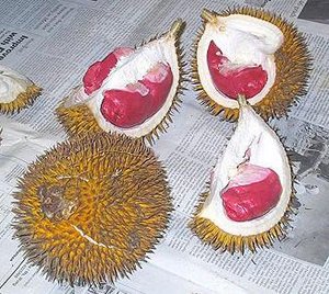 durian_merah2