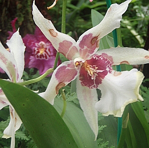 hawaiianflowersorchid3