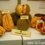 Durian Sabah, Durian Isu, Durian Pakan, Durian Merah...