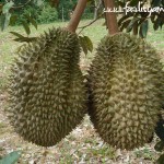 Musim Durian Dah Tiba
