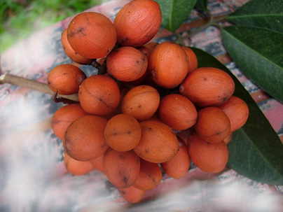 buah-khiyat2 buah-khiyat2
