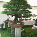 Pokok Bonsai
