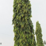 Pokok Asoka