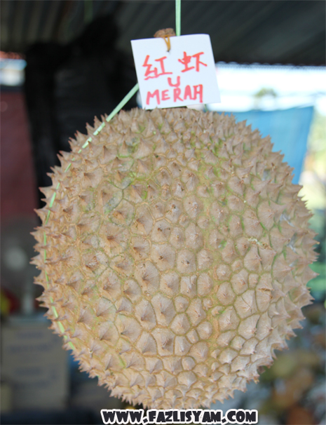 durian-udang-merah