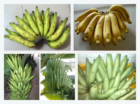 pisang-jari-buaya5