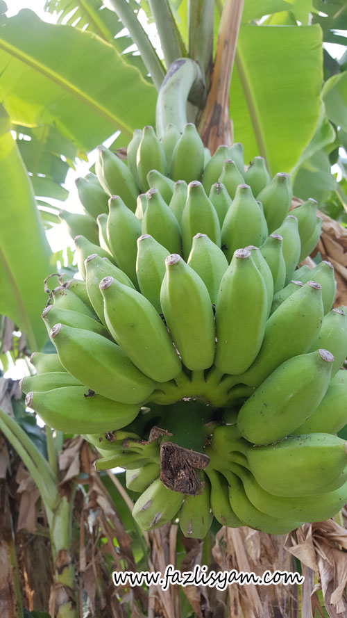 pisang-awak