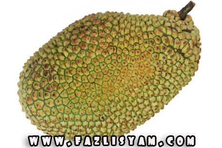 Durian cempedak 20 Exotic