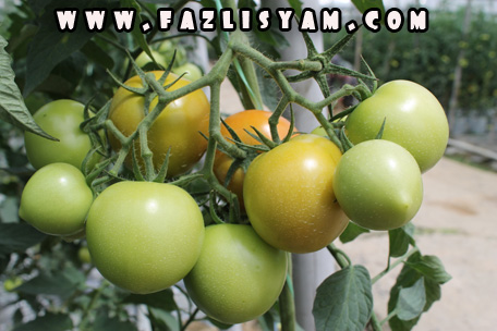 buah-tomato2