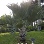 Pokok Palma Latania