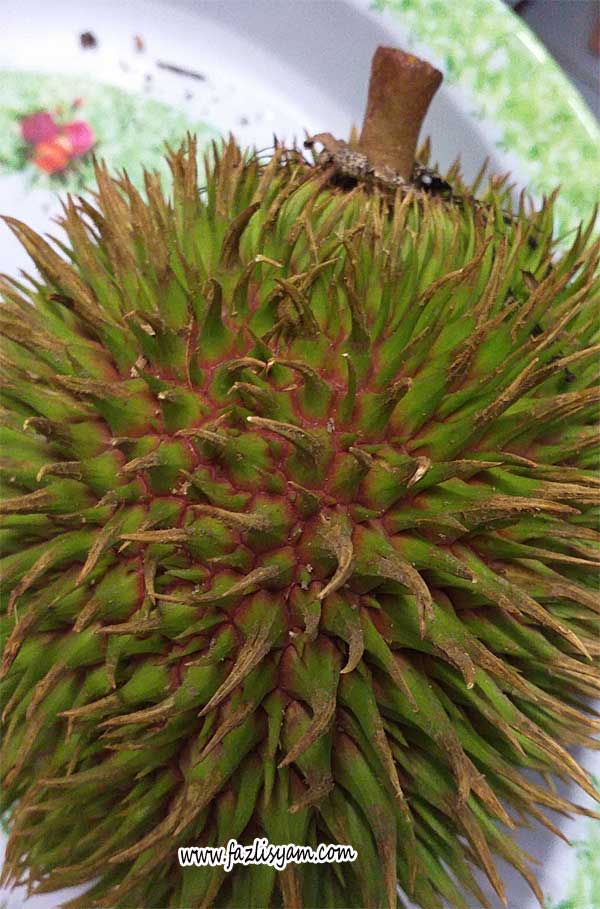Saintifik durian nama HPA tradisional