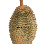 Durian Varieti D2