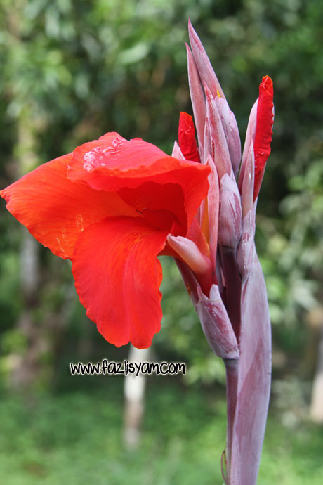 Bunga Kana - Canna hybrida