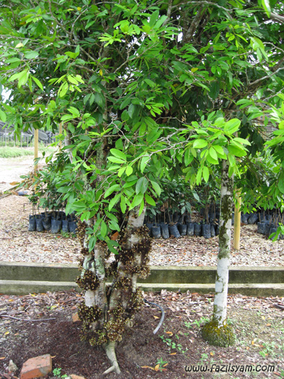 Pokok Nam Nam