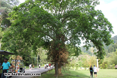 Pokok Peluru Meriam @ Cannonball Tree