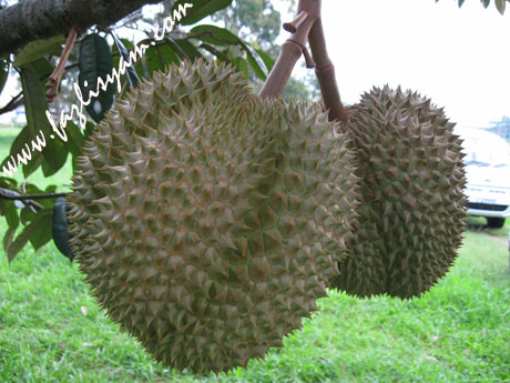 Jenis Durian yang anda suka