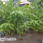 Pokok Lengkuas pokok-lengkuas