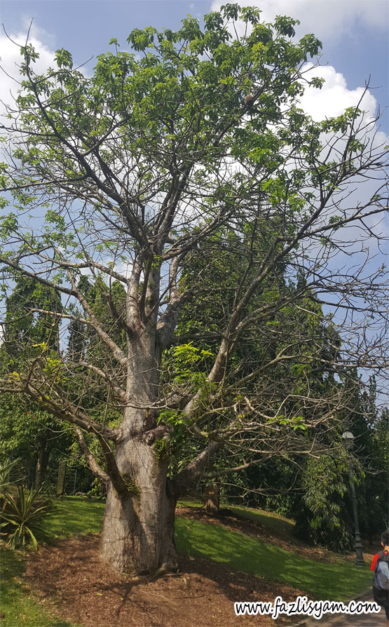 Pokok Baobab