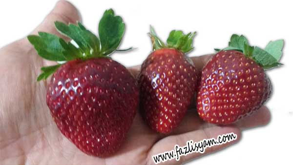 Buah Strawberry Cameron Highlands