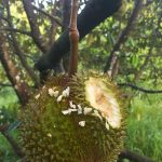 Durian di makan Tupai