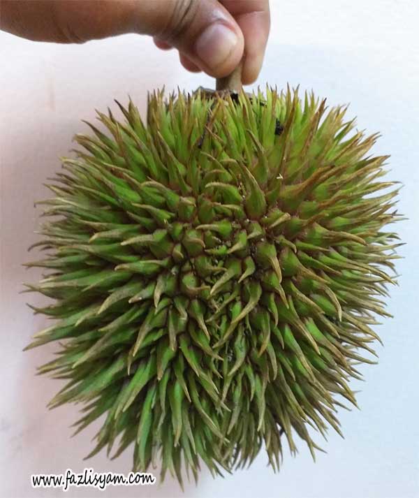Durian Hutan @ Hulu Langat