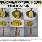 Perbandingan Kriteria 3 jenis varieti durian -Musang King, Ochee dan Monthong