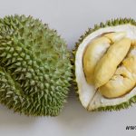 15 Fakta Berkaitan Khasiat Durian dan Nilai Nutrien