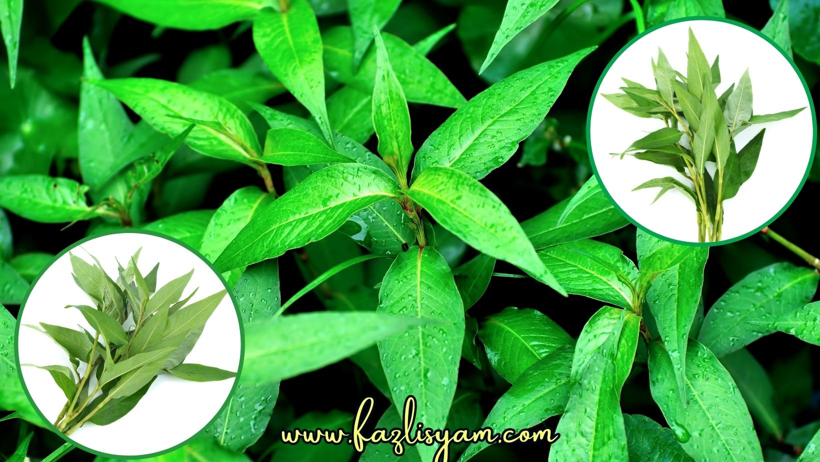 Khasiat Daun Kesum Segalanya Tentang Tumbuhan Khasiat Daun Kesum Segalanya Tentang Tumbuhan