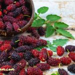 Buah Mulberry - Khasiat dan Penggunaannya