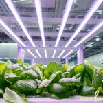 Pertanian Bandar: Kilang Tanaman dengan Pencahayaan Buatan