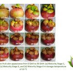 Buah Manggis : Kualiti dan Tempoh Simpanan