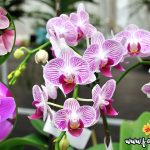 Orkid: Pengelasan & Panduan Penjagaan