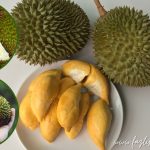 Carian Popular berkaitan Durian?