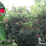 Bunga Kaliandra Merah