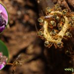 Lebah Kelulut : Pengenalan