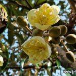 Kelawar dan Pendebungaan Durian