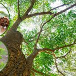 Pokok Akasia : Kegunaan dan Kelebihannya
