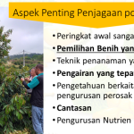 Aspek Penting Dalam Penjagaan Pokok Durian