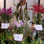 Orkid: Koleksi Flora Terpilih di Pameran