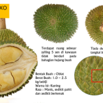 Durian D24: Bukit Merah/XO
