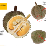 Durian Duri Hitam / Ochee
