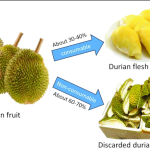 Durian - Manisan Tersembunyi di Sebalik Duri