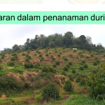 Evolusi dan Cabaran Tanaman Durian di Malaysia