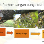 Peringkat Perkembangan Bunga Durian