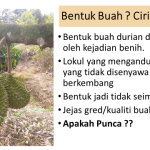 Bentuk dan Kualiti Buah Durian