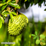 Botani Durian Belanda (Annona muricata L.)