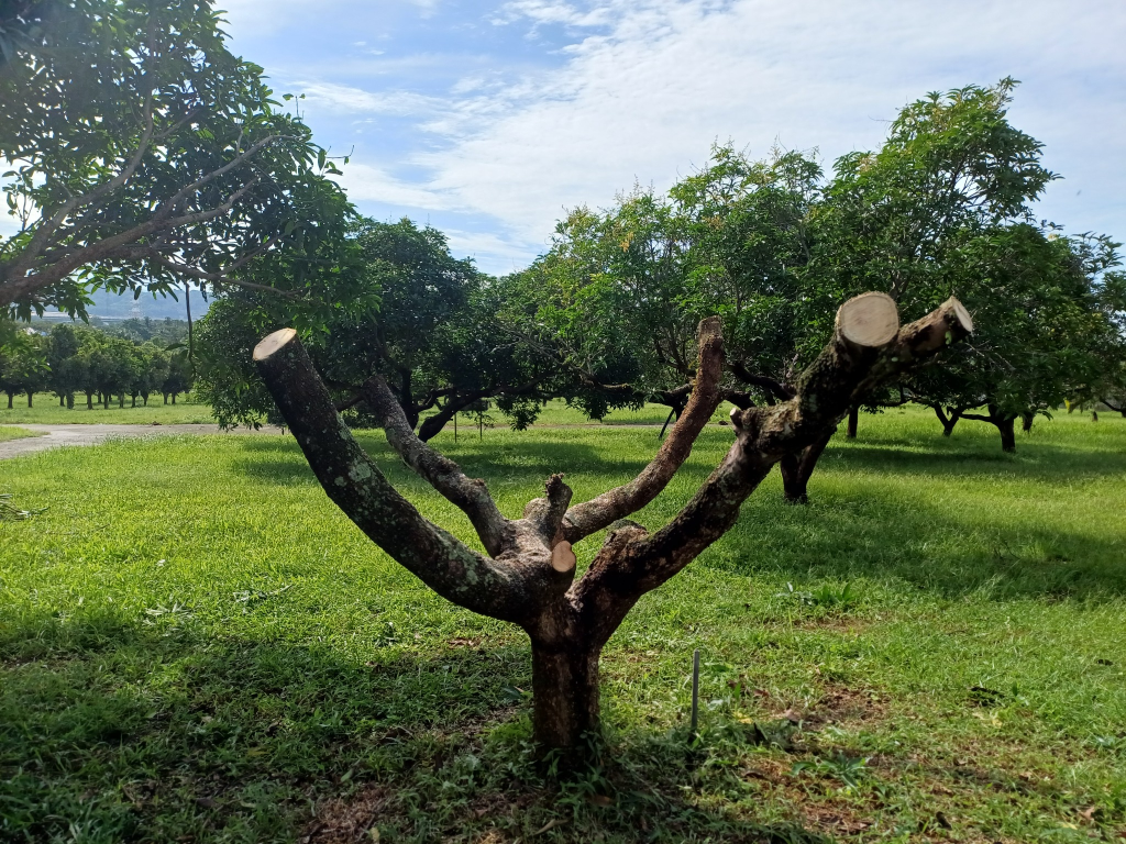 Pemangkasan Pokok Buah-buahan Pemangkasan Pokok Buah-buahan