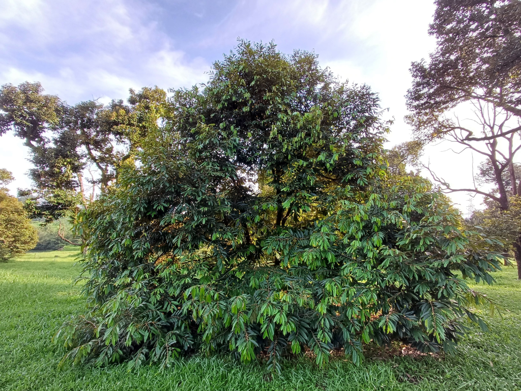 Pertumbuhan Vegetatif Pokok Durian Pertumbuhan Vegetatif Pokok Durian