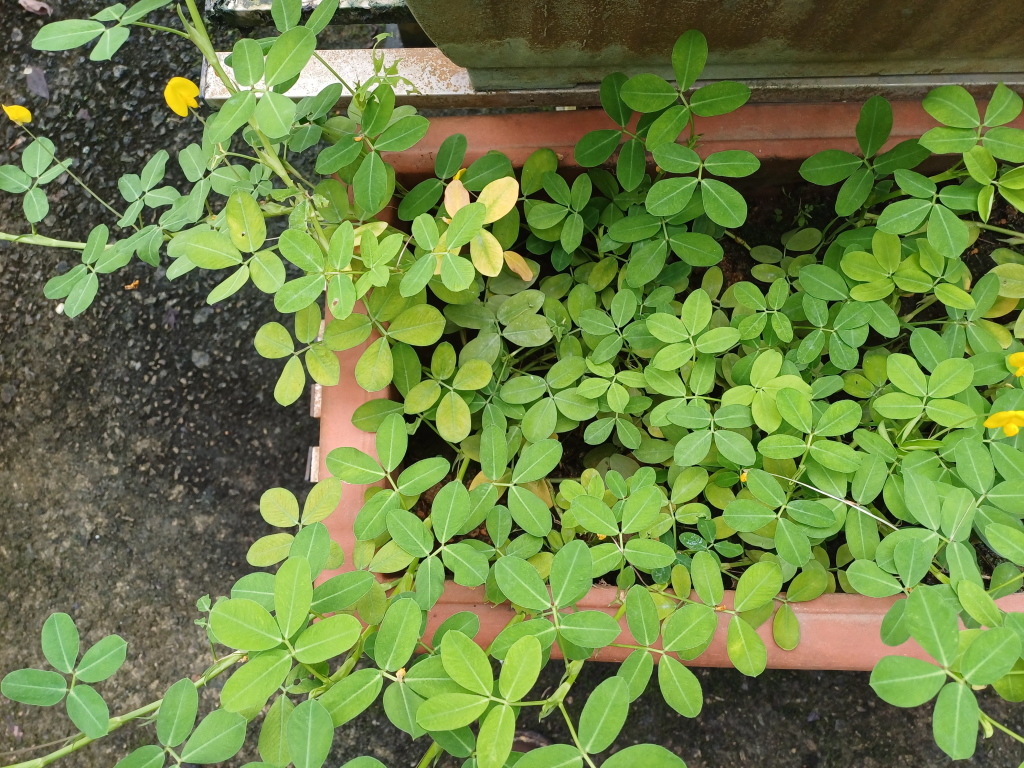 Pemerhatian Arachis pintoi dalam Bekas Tanaman