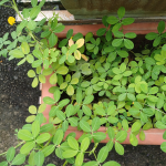 Pemerhatian Arachis pintoi dalam Bekas Tanaman