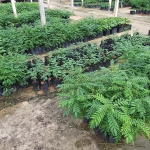 Pengeluaran Anak Pokok Kari (Murraya koenigii) di Tapak Semaian